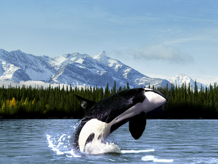 Orca whale